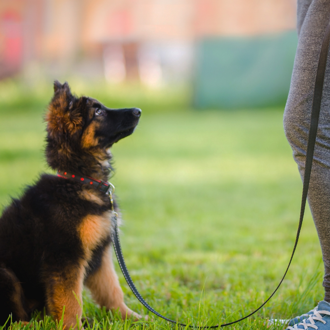 Doggy training sales